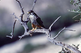Falcó ("Falco peregrinus")
