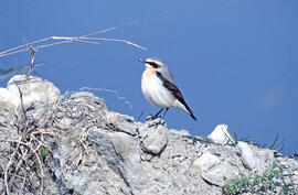 Coablanca ("Oenanthe oenanthe")