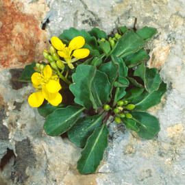 Col borda ("Brassica balearica")