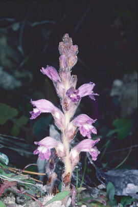 Espàrec bord ("Orobanche ramosa")