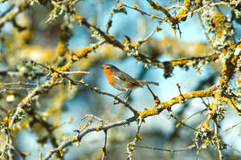 Rupit ("Erithacus rubecula")