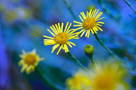 Flor d'herba pucera ("Pulicaria odora")