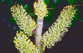 Flor de garrover ("Ceratonia siliqua")