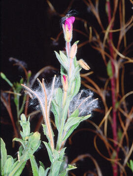 Herba de Sant Antoni ("Epilobium hirsutum")