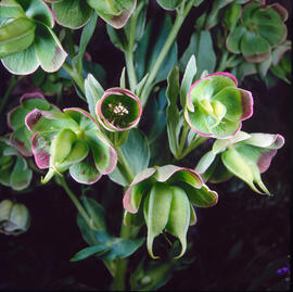 Marxívol ("Helleborus foetidus")