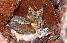 Mussol ("Otus scops") amb cries