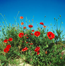 Rosella ("Papaver dubium")