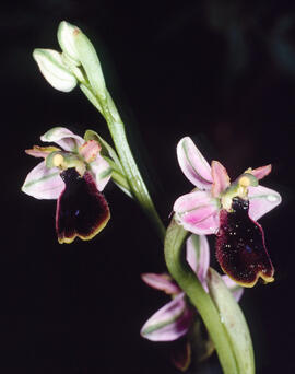 Orquídia ("Ophrys balearica")