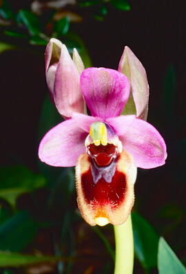Mosca vermella ("Ophrys tenthredinifera")
