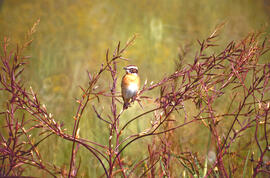 Vitrac ("Saxicola rubicola")