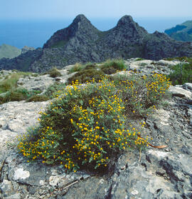 Camamil·la de muntanya ("Santolina chamaecyparissus")