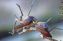 Falcó ("Falco peregrinus")