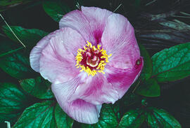 Peònia ("Paeonia mascula")