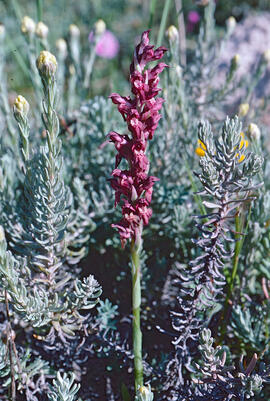 Abellera olorosa ("Anacamptis coriophora")
