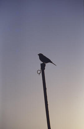 PENDENT D'IDENTIFICAR