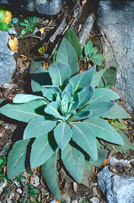 Fulla borruda ("Verbascum thapsus L.")