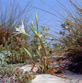 Lliri de mar ("Pancratium maritimum")