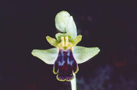 Mosca vermella ("Ophrys tenthredinifera")