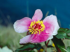 Peònia ("Paeonia mascula")