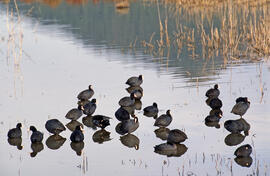 Fotja ("Fulica atra")