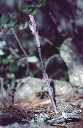 Clavell violaci ("Limodorum abortivum")