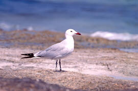 Gavina roja ("Larus audouinii")