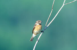 Vitrac ("Saxicola rubicola")