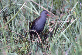 Rascló ("Rallus aquaticus")