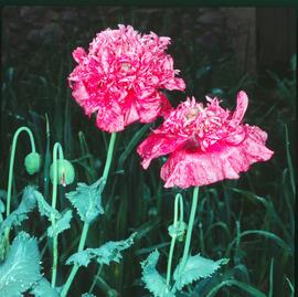 Clavellina ("Dianthus caryophyllus")