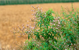 Agnocast ("Vitex agnus-castus")