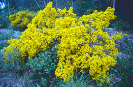 Gatosa ("Genista scorpius")