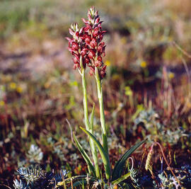 Abellera olorosa ("Anacamptis coriophora")