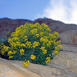 "Alyssum murale"