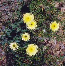 Amargot ("Urospermum dalechampii")