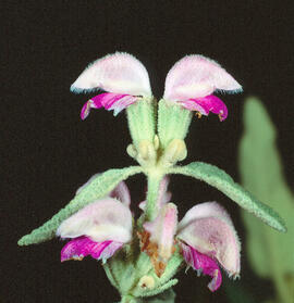 Estepa blenera ("Phlomis italica")