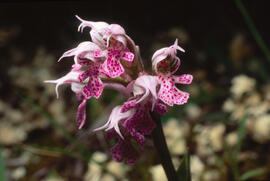 Orquídia ("Neotinea tridentata")