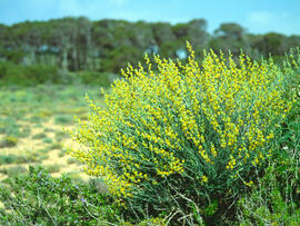 Botja de cuques ("Anthyllis cytisoides")