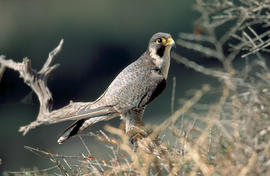 Falcó ("Falco peregrinus")