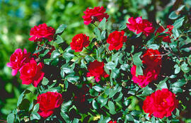 Hibisc ("Hibiscus rosa-sinensis")