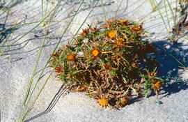 Card cigrell ("Carlina corymbosa")