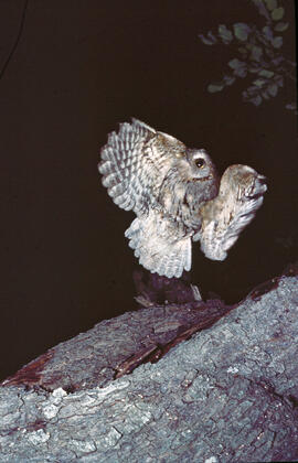Mussol petit ("Otus scops")