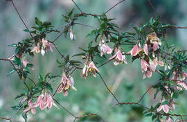Vidalba ("Clematis cirrhosa")