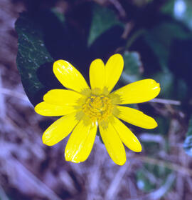 Celidònia ("Ficaria verna")