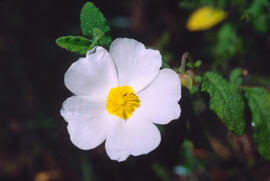 Estepa llimonenca ("Cistus monspeliensis")