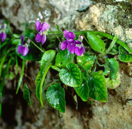 Viola d'olor ("Viola odorata")