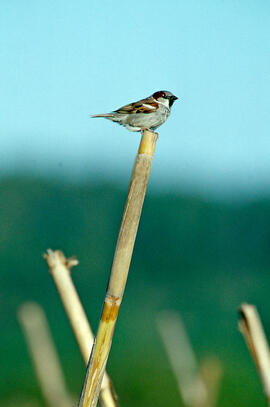 Pardal de passa ("Passer hispaniolensis")