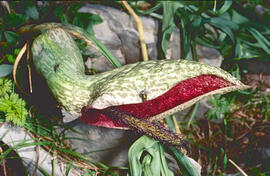 Orella de porc ("Helicodiceros muscivorus")")