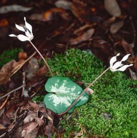 Engreixaporcs ("Cyclamen balearicum")