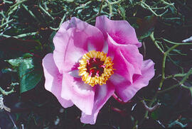 Peònia ("Paeonia mascula")