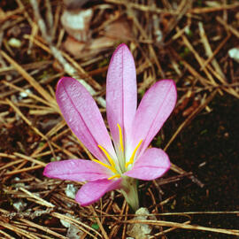 Còlquic ("Colchicum autumnale")